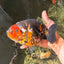 A Grade Jumbo Red Head Calico Chinese Ranchu Female 6.5-7 inches #022726RC_19