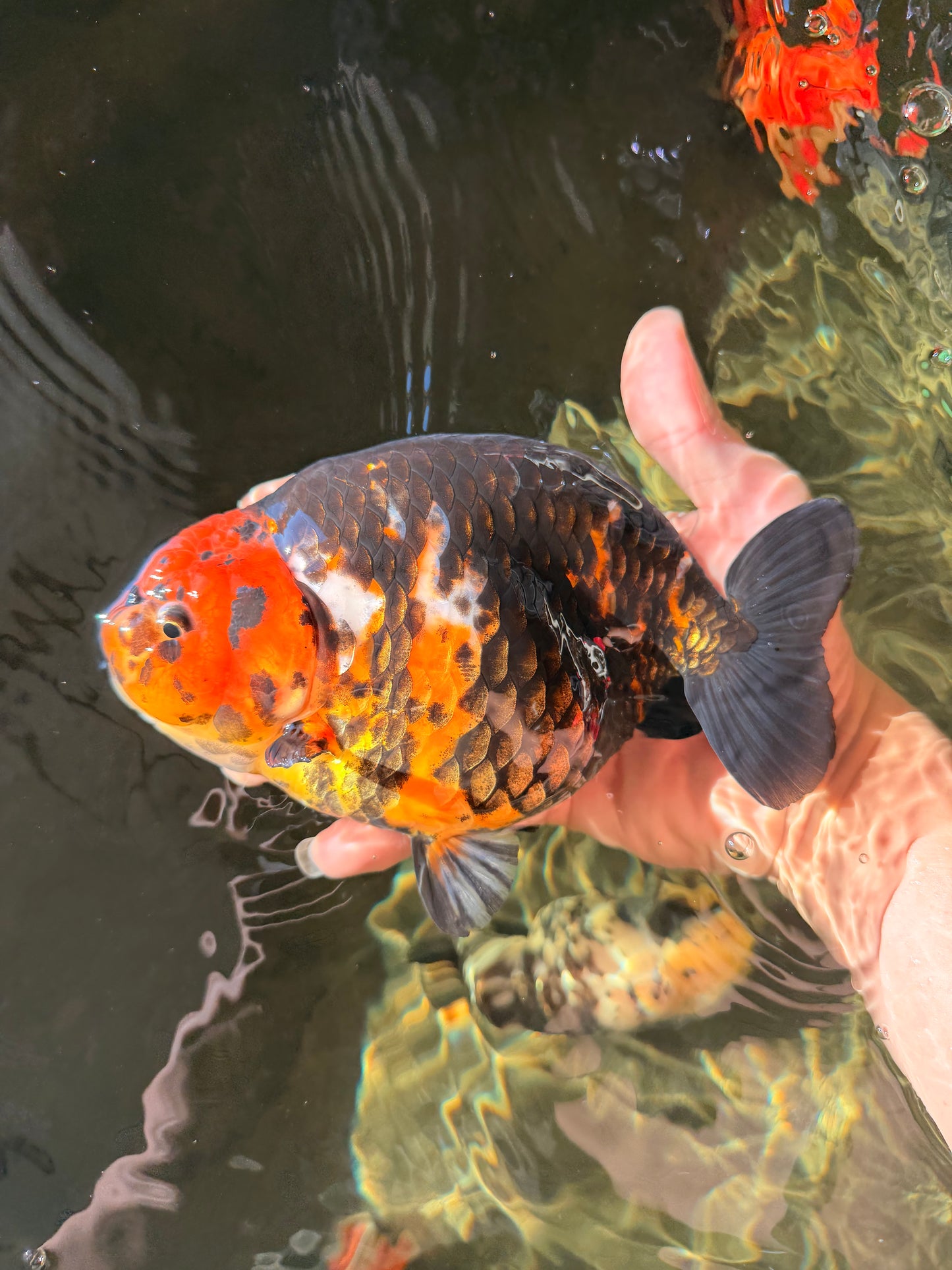 A Grade Jumbo Red Head Calico Chinese Ranchu Female 6.5-7 inches #022726RC_19