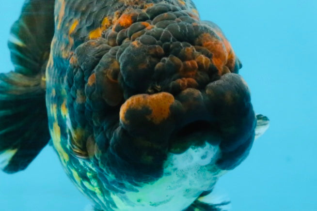 A Grade Tiger LionKing 4.5-5 inches #110725LC_17