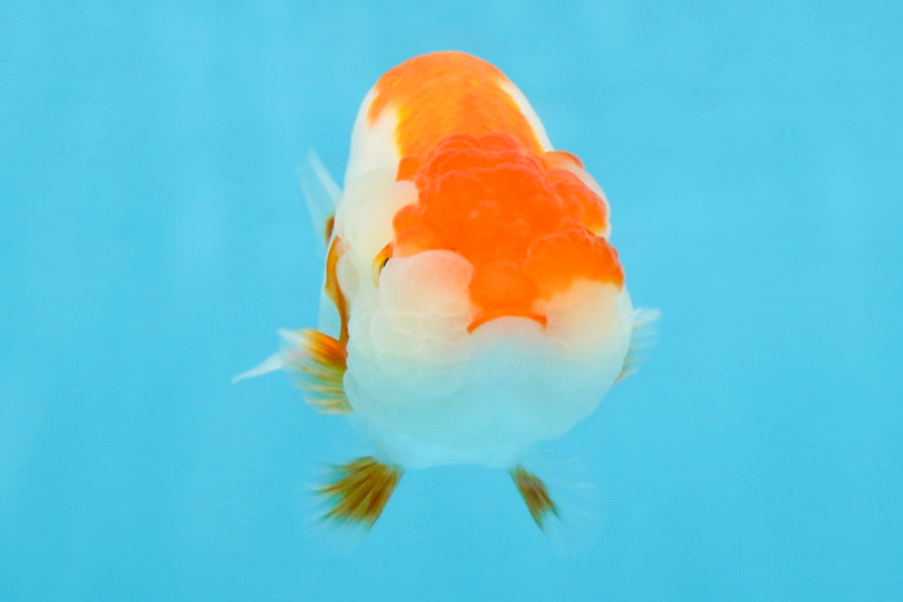 A Grade Red White LionQueen 4-4.5 inches #112125LC_11