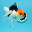 A Grade Cherry Head Tricolor Oranda Female 5-5.5 inches #0614OR_20