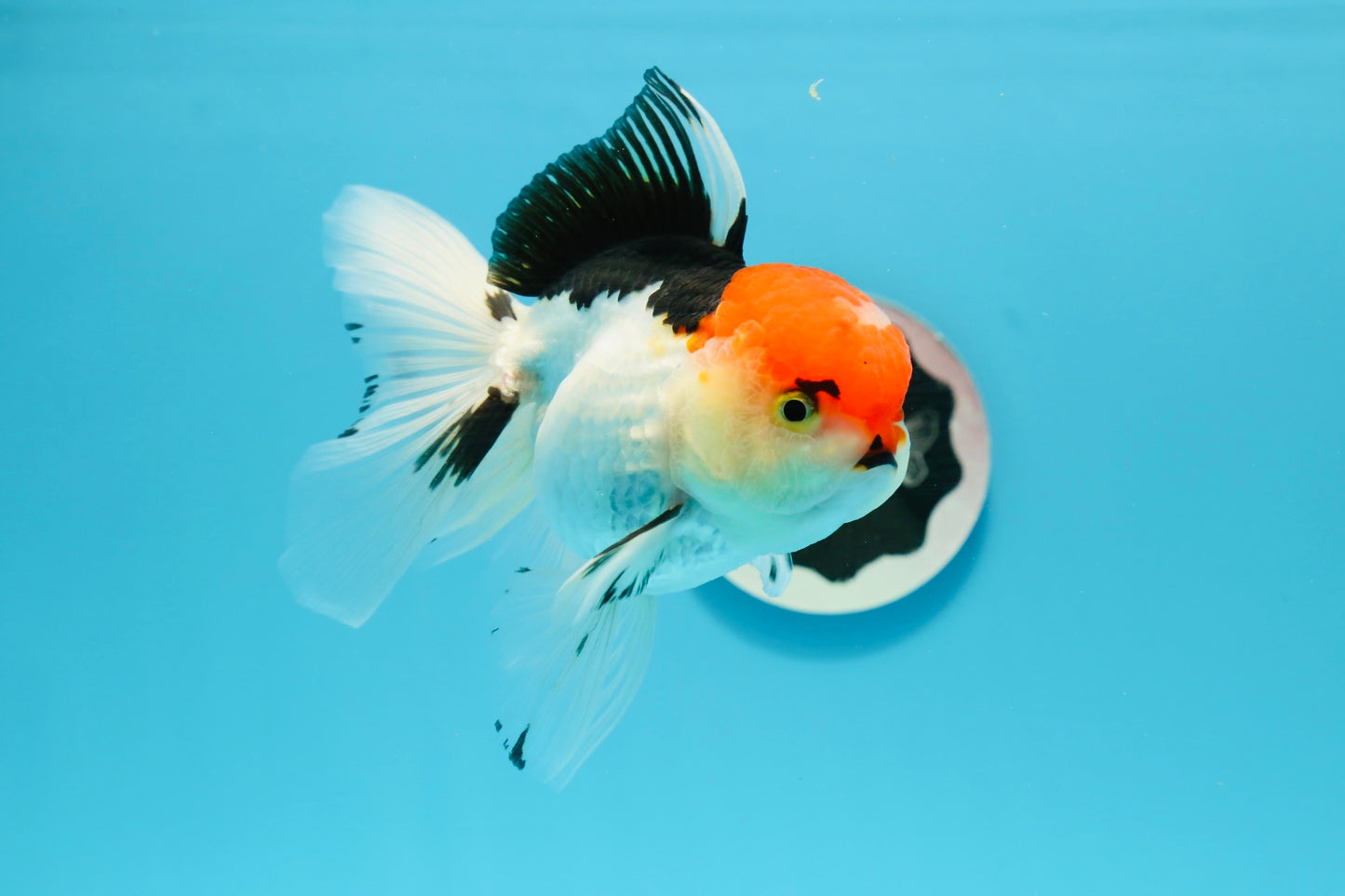 A Grade Cherry Head Tricolor Oranda Female 5-5.5 inches #0614OR_20