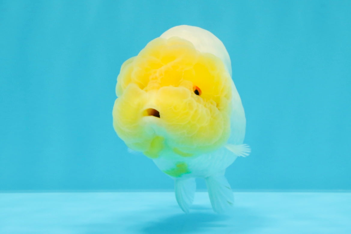 A Grade Dragon Lemonhead  LionQueen 4.5 inches #022726LC_28