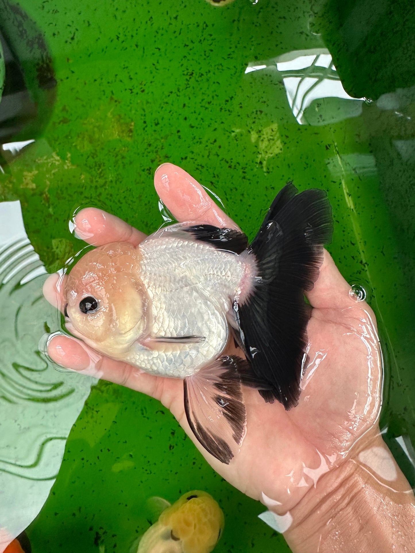 A Grade Button Eyes Panda Oranda Female 4.5-5 inches #0906OR_23