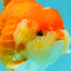 AAA Grade Red White Yuanbao Female 5-5.5 inches #061926YB_30