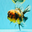A Grade Calico Tiger Oranda Male 6.5-7 inches #080726OR_17