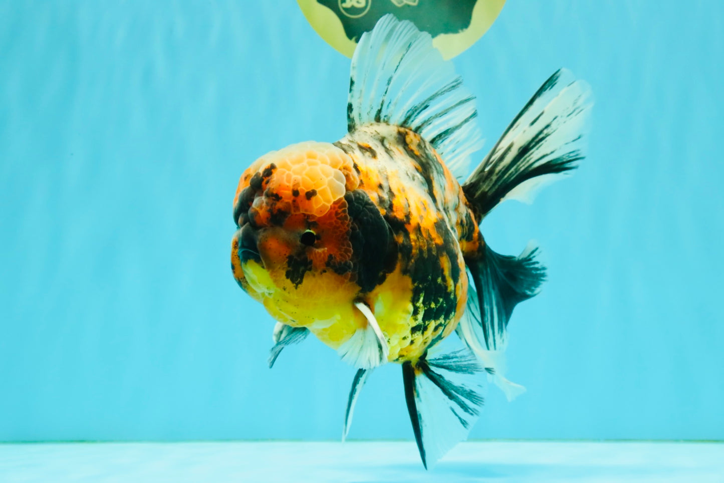 A Grade Calico Tiger Oranda Male 6.5-7 inches #080726OR_17
