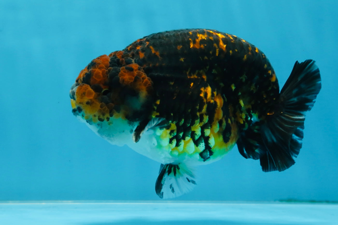 AAA Grade Tiger LionKing 5 inches #070425LC_09