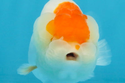 A Grade Red White LionQueen 4 inches #112125LC_13