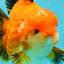 AAA Grade Apache Oranda Male 6.5 inches #071026OR_06