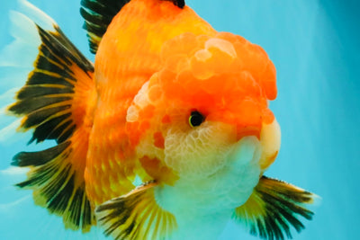 AAA Grade Apache Oranda Male 6.5 inches #071026OR_06
