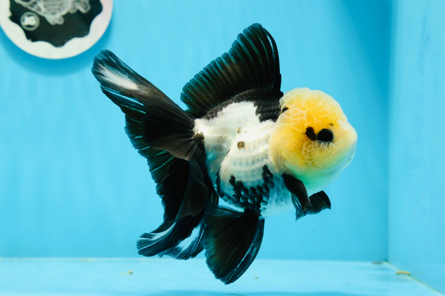 AAA Grade Panda Button Eyes Oranda Female 5 inches #0927OR_31