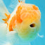 A Grade Sakura Oranda Male 4.5-5 inches #053025OR_28