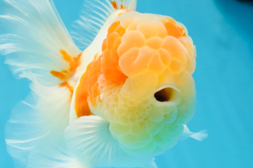 A Grade Sakura Oranda Male 4.5-5 inches #053025OR_28