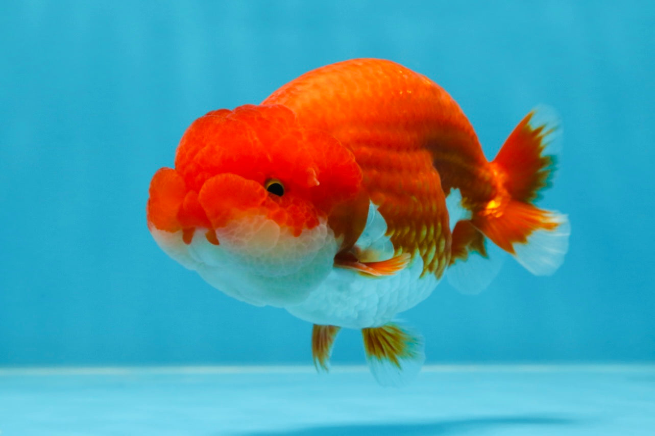 AAA Grade Red White LionKing 4-4.5  inches #053025LC_12