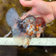 THICK BODY AAA Grade Calico Kirin Oranda Male 5.5 inches #102425OR_20