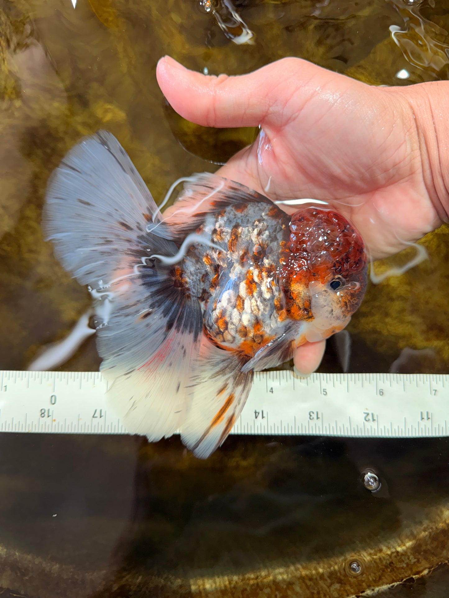 THICK BODY AAA Grade Calico Kirin Oranda Male 5.5 inches #102425OR_20