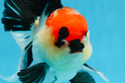 CHARLIE CHAPLIN A Grade Tricolor Oranda Male 5 inches #082225OR_15