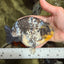 CHUBBY AAA Grade White Tiger Ranchu Male 5.5 inches #100226RC_29