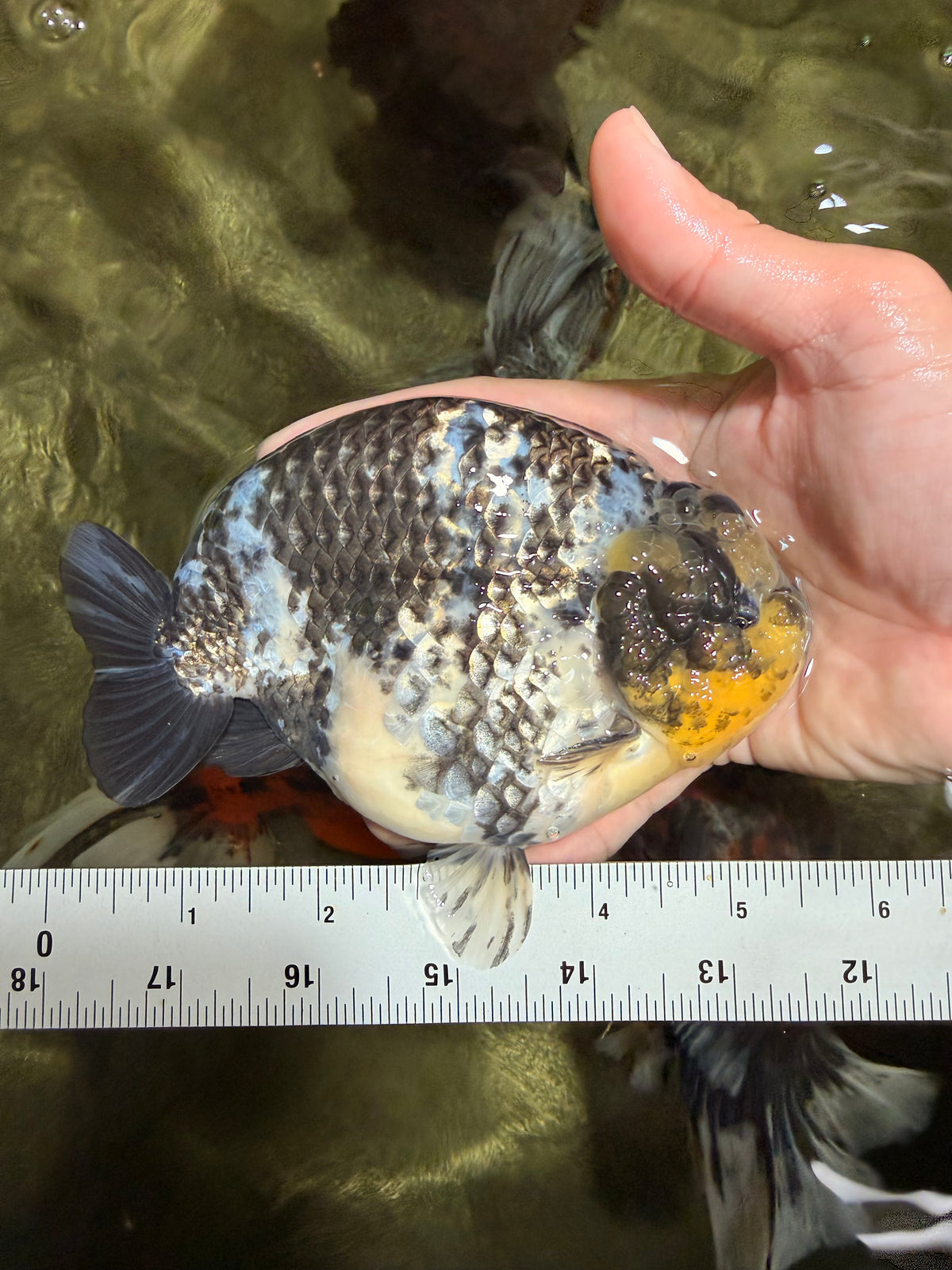 CHUBBY AAA Grade White Tiger Ranchu Male 5.5 inches #100226RC_29
