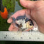 Panda Oranda Male 3-3.5 inches #1004OR_26