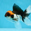 A Grade Color Pop Tricolor Oranda Male 4.5 inches #020725OR_25