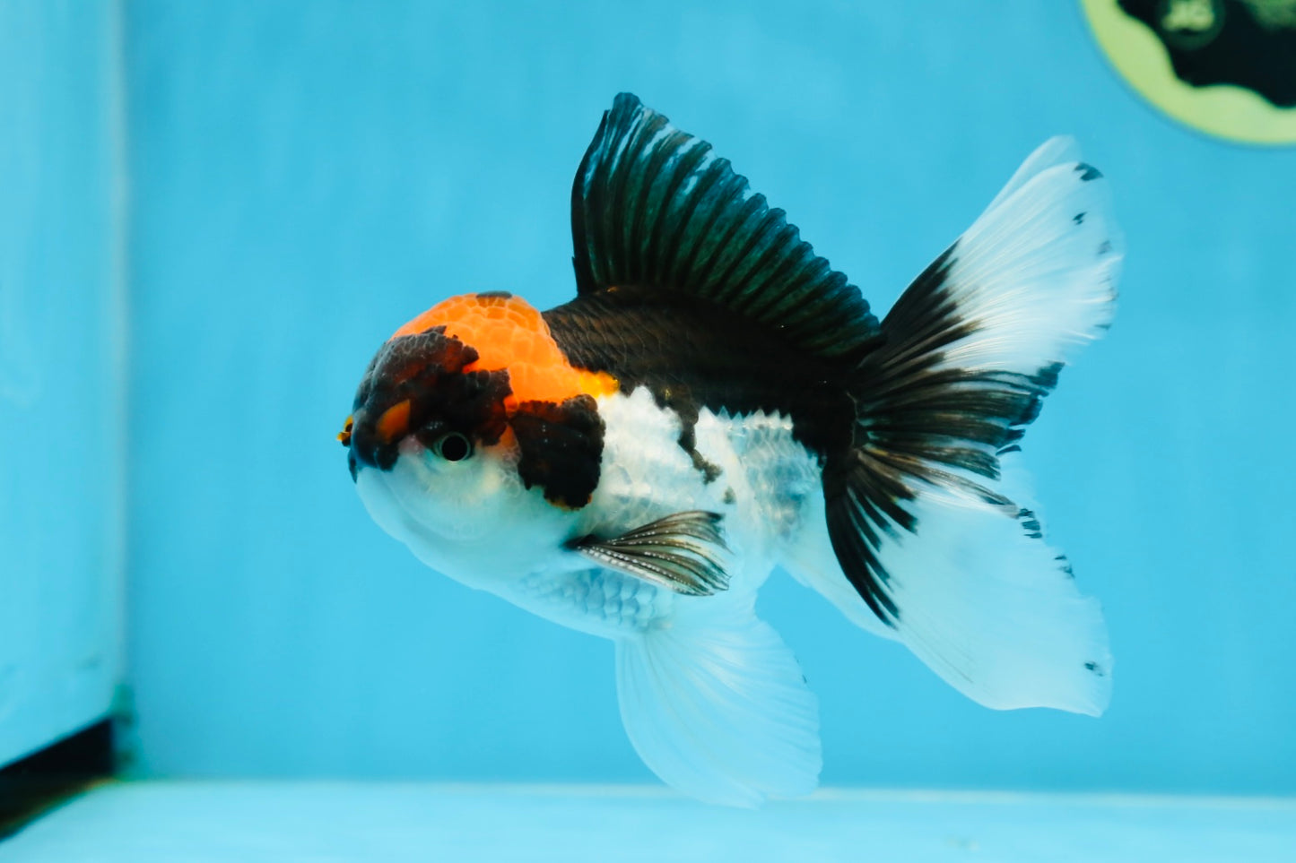 A Grade Color Pop Tricolor Oranda Male 4.5 inches #020725OR_25