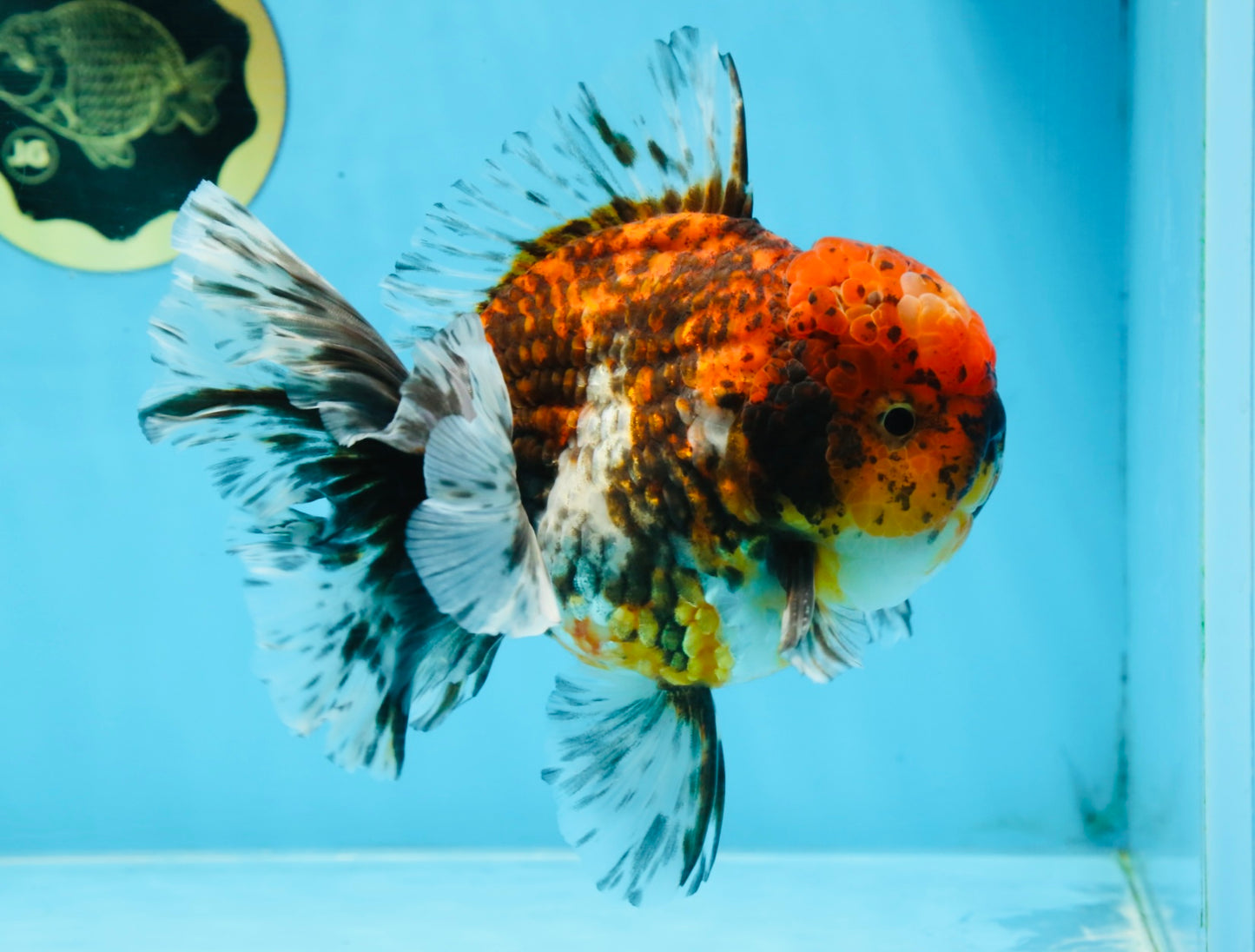 AAA Grade Calico Oranda Male 6 inches #101725OR_23