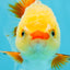 A Grade Red White Oranda Female 5 inches #050925OR_36