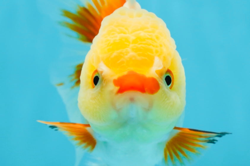 A Grade Red White Oranda Female 5 inches #050925OR_36