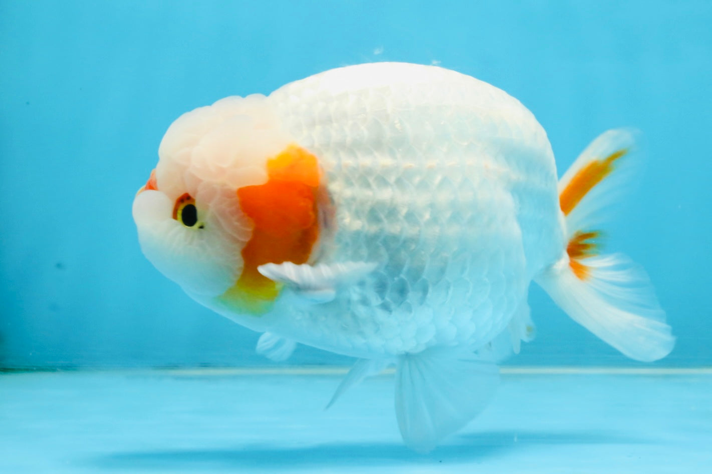 A Grade Red White LionKing 5-5.5 inches #112125LC_03