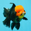 A Grade Red Head Tricolor Oranda Male 5.5-6 inches #030626OR_25