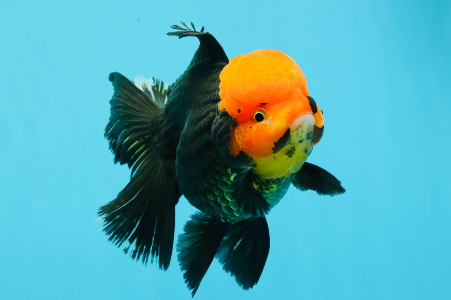 A Grade Red Head Tricolor Oranda Male 5.5-6 inches #030626OR_25