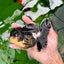 Oranda hembra tricolor de grado AAA de 5 pulgadas n.° 0830OR_02