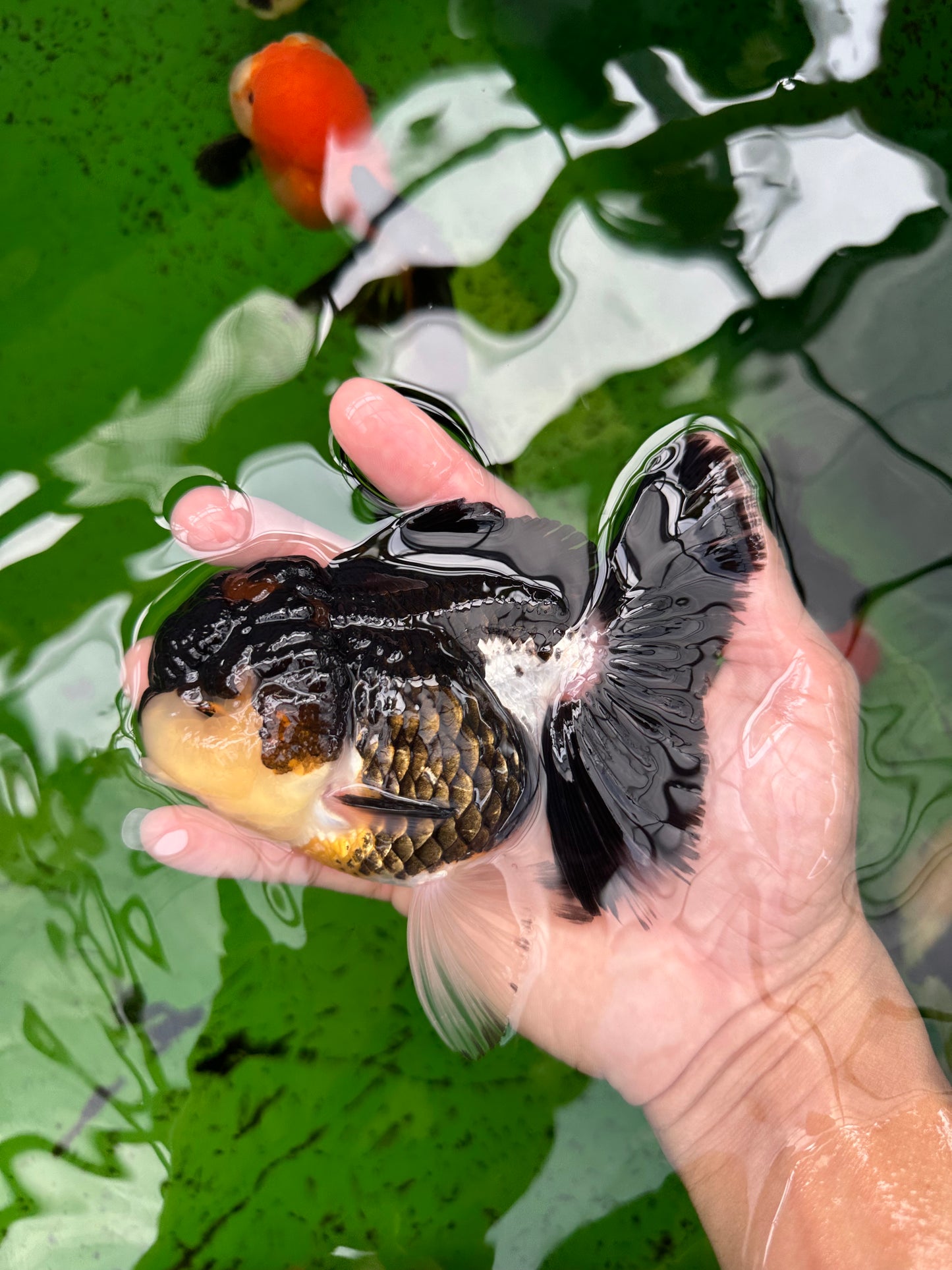 AAA Grade Tricolor Oranda Female 5 inches #0830OR_02