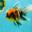 A Grade Calico Oranda Male 6.5-7 inches #082126OR_14