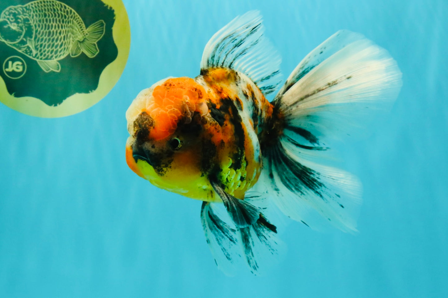 A Grade Calico Oranda Male 6.5-7 inches #082126OR_14