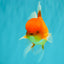 A Grade Red White Oranda Male 6 inches #081426OR_13