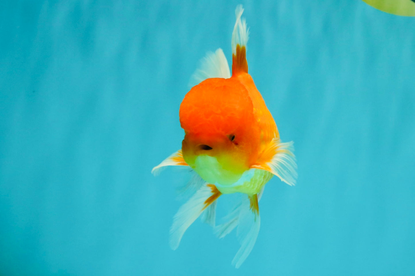 A Grade Red White Oranda Male 6 inches #081426OR_13