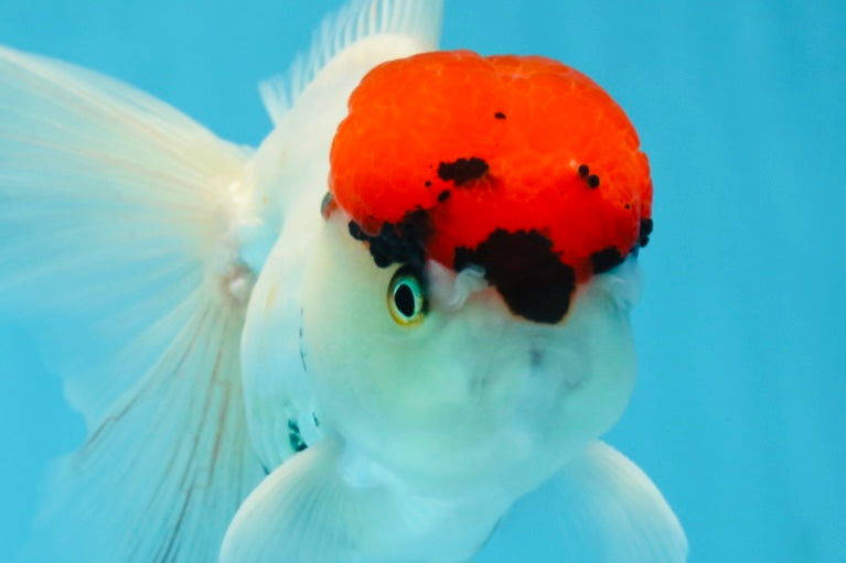 A Grade Tricolor Oranda Male 5 inches #060625OR_27