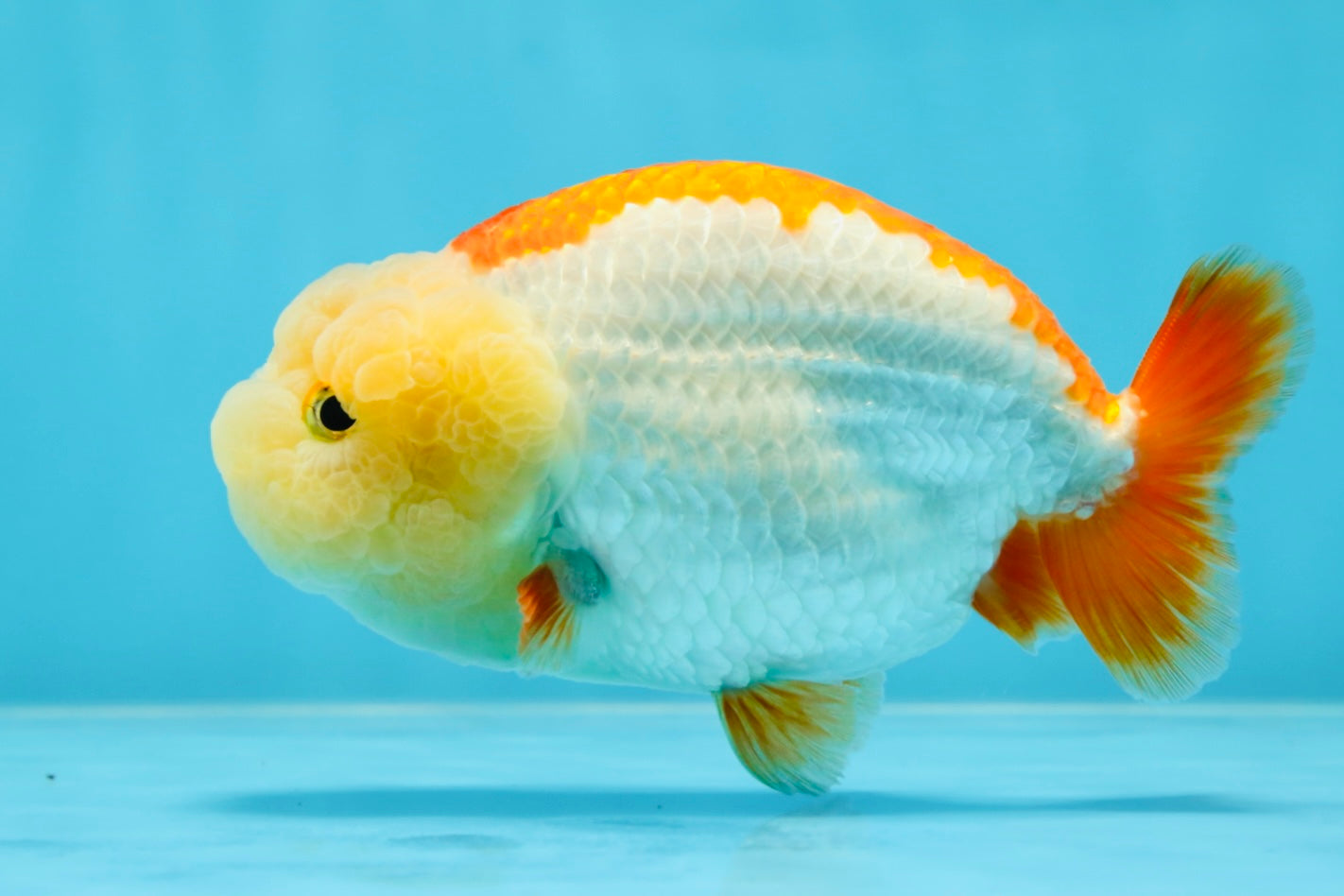 THE CUTEST WEN EVER A Grade Red White LionQueen 4.5 inches #042525LC_13