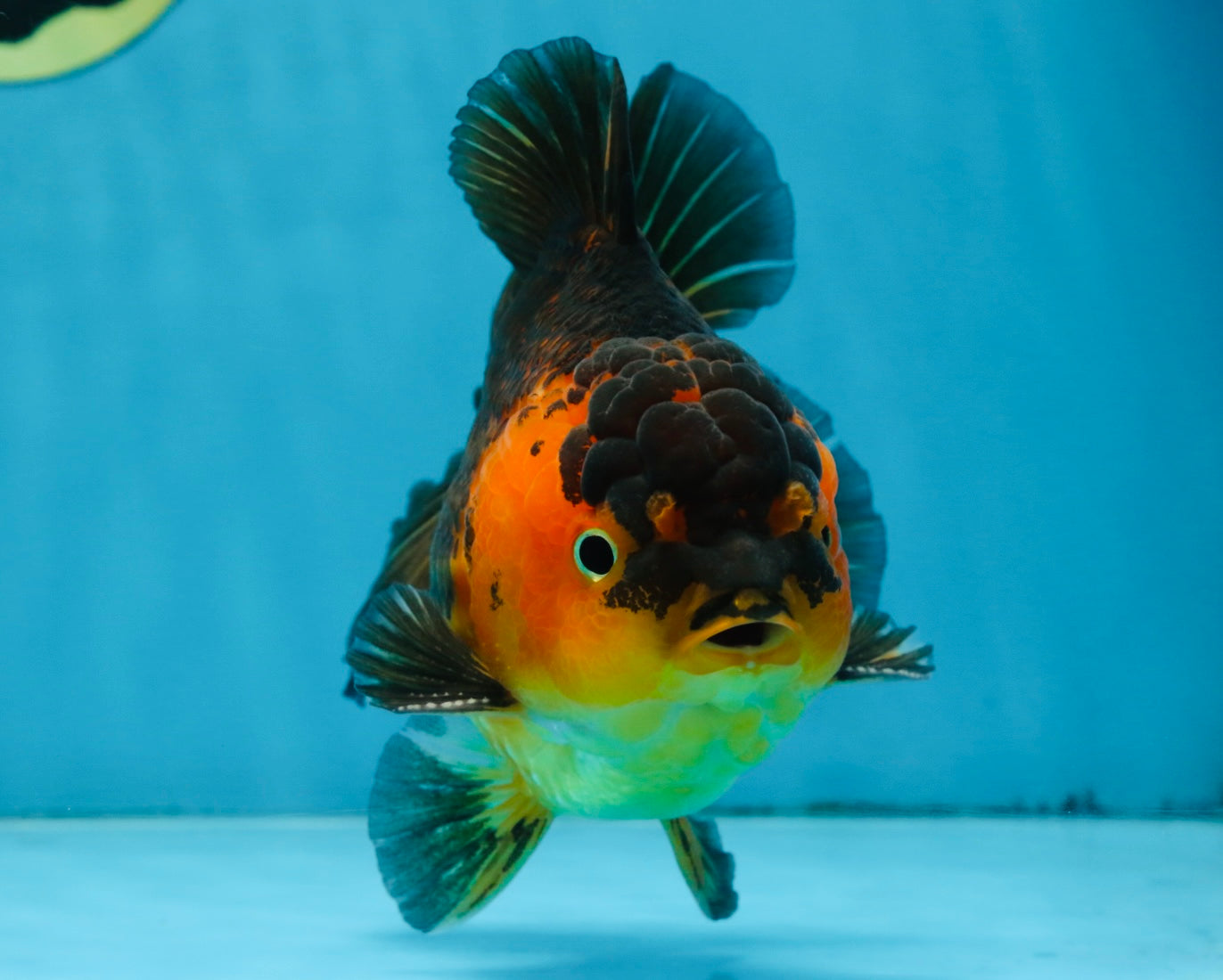 A Grade SUPER CUTE Apache Yuanbao Male 5 inches #091925YB_17