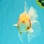 A Grade Lipstick Kohaku Red White Oranda Male 5.5 inches #102326OR_19