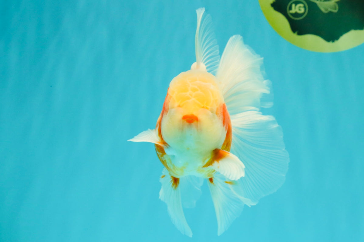 A Grade Lipstick Kohaku Red White Oranda Male 5.5 inches #102326OR_19