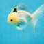 A Grade Snow White Oranda Male 5.5 inches #070425OR_16
