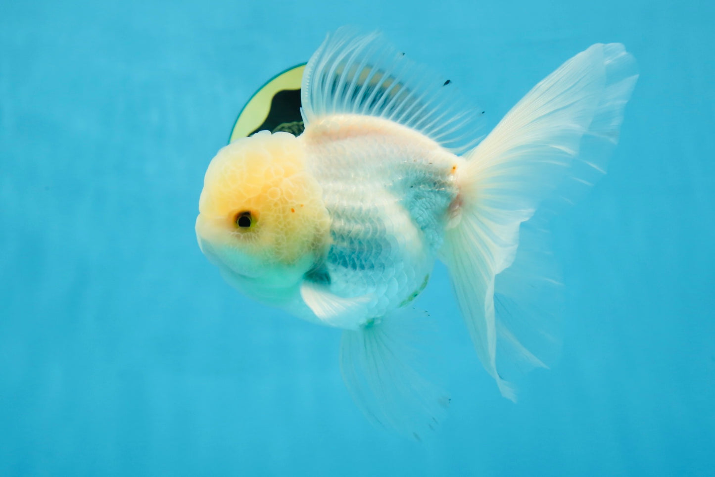 A Grade Snow White Oranda Male 5.5 inches #070425OR_16