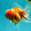 CHONKY A Grade Sakura Oranda Male 6 inches #070626OR_13