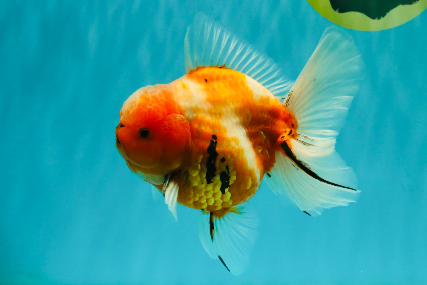 CHONKY A Grade Sakura Oranda Male 6 inches #070626OR_13