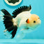 A Grade Unique Mark Panda Oranda Male 6 inches #102524OR_11