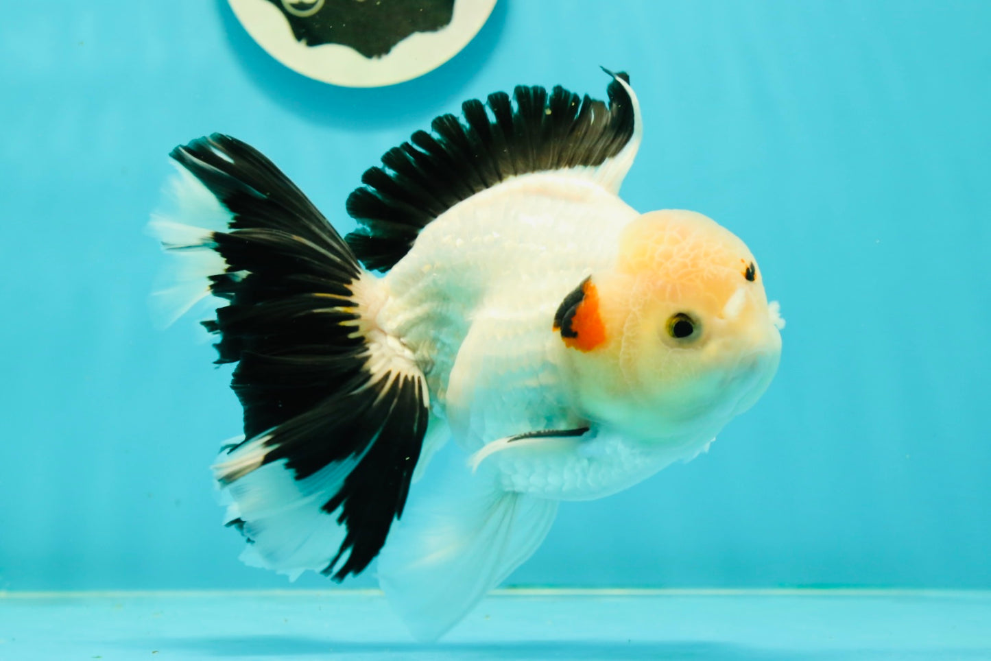 A Grade Unique Mark Panda Oranda Male 6 inches #102524OR_11